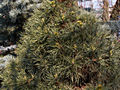Pinus sylvestris Viridis IMG_4517 Sosna pospolita